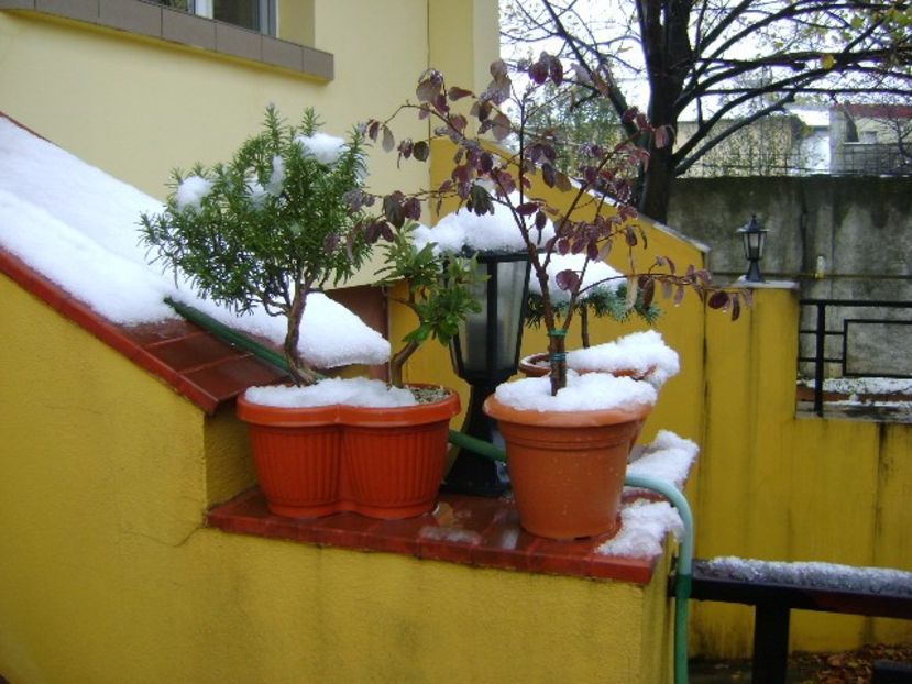 19 nov. 2018 - primul viscol, prima zapada, primul ger - Toamna 2018-2019