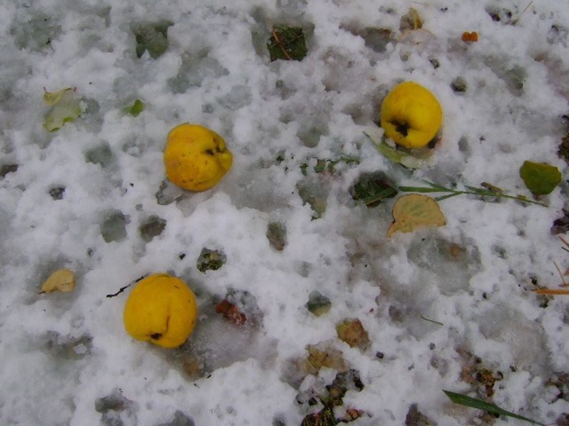 19 nov. 2018 - primul viscol, prima zapada, primul ger - Toamna 2018-2019