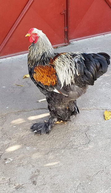  - a__Pui si tineret brahma 2018