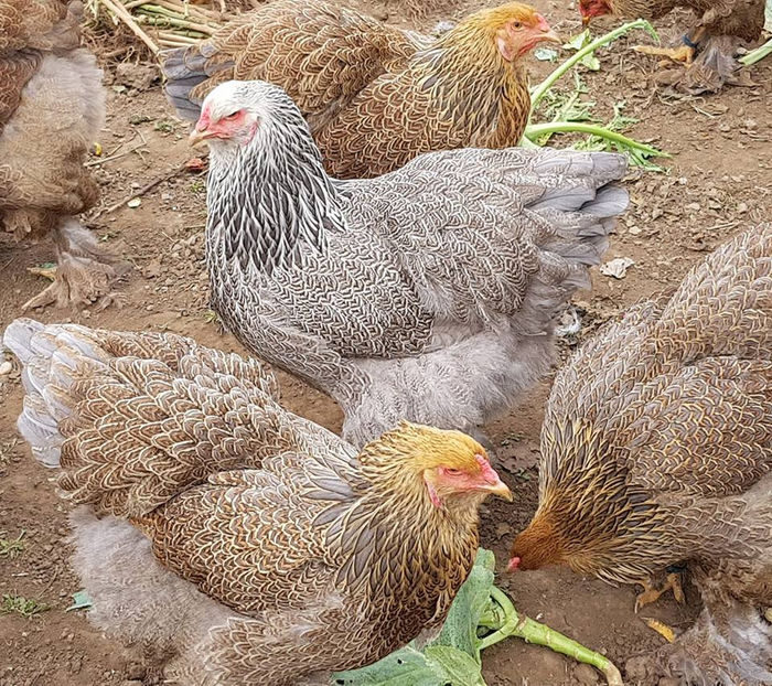  - a__Pui si tineret brahma 2018