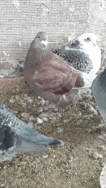 20181119_100719(0) - Pui 2018