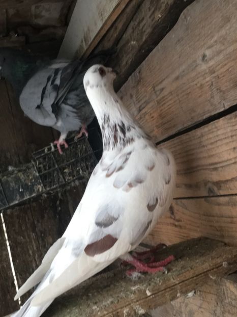 43E5FF2C-23A3-446C-A50B-DB883BF24712 - vanduti