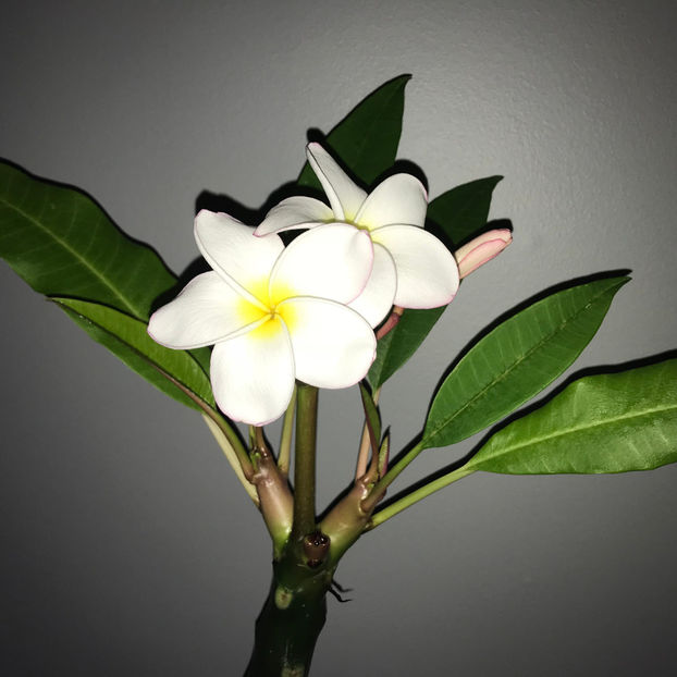  - 2018 Plante de interior