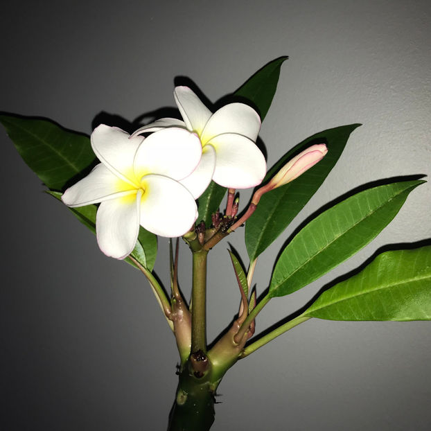  - 2018 Plante de interior