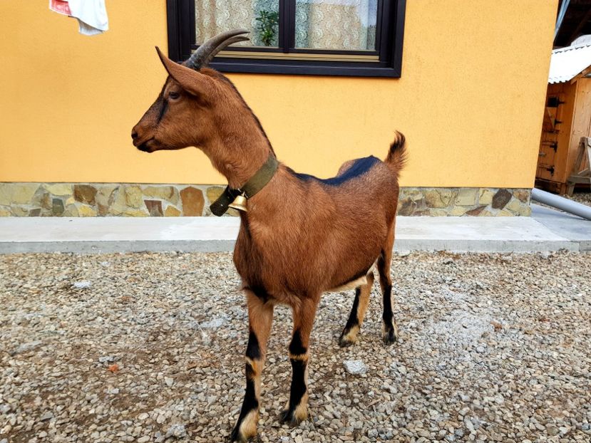  - 111 Alpina Franceza