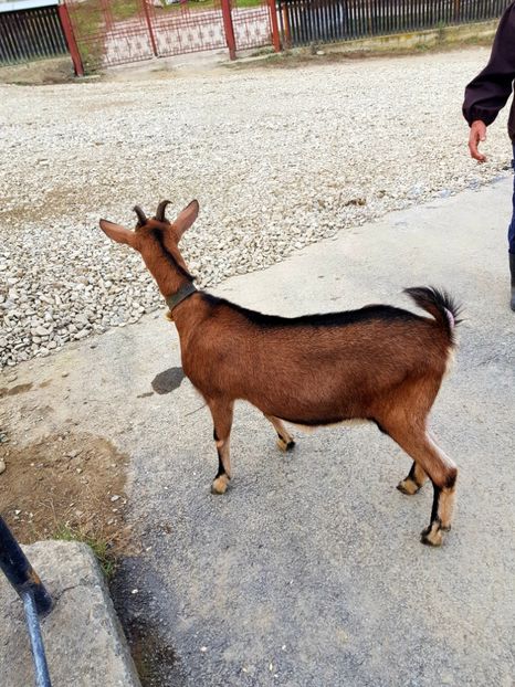  - 111 Alpina Franceza