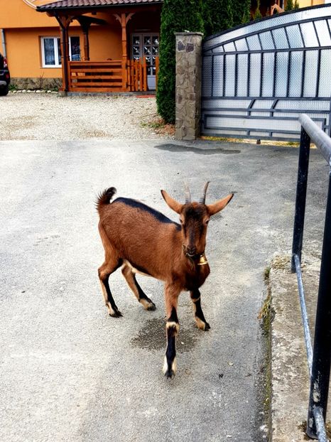  - 111 Alpina Franceza