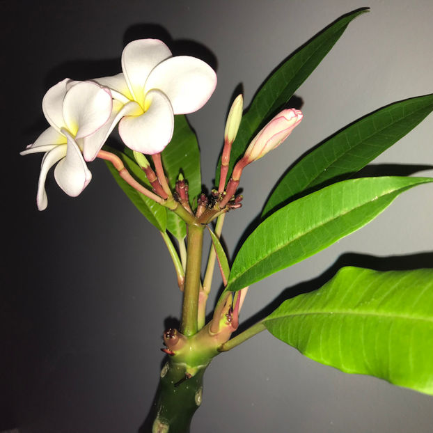  - 2018 Plante de interior