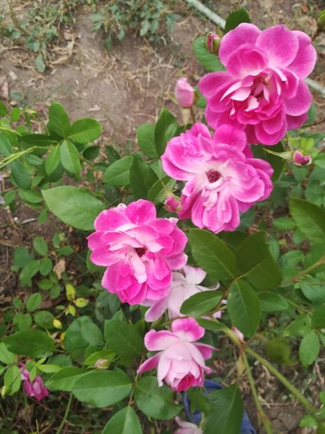  - Regensberg sau Pink Kokodin