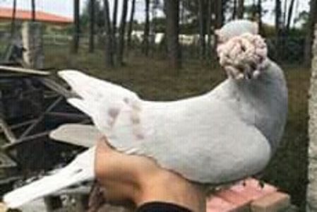  - VOIAJORI DE FRUMUSETE BAGDETI INDIENI GERMANII