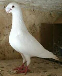 BELGIAN ( ANVERPEN ) - VOIAJORI DE FRUMUSETE BAGDETI INDIENI GERMANII