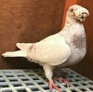  - VOIAJORI DE FRUMUSETE BAGDETI INDIENI GERMANII