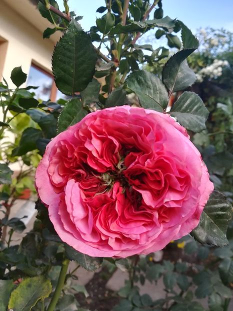 culori de toamna - mary ann