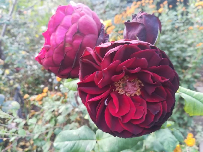 Astrid Grafin von Hardenberg - Astrid Grafin von Hardenberg