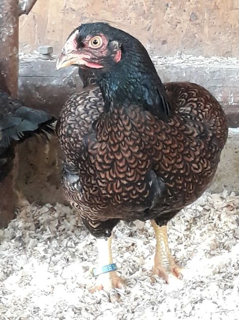  - Combatant indian mare