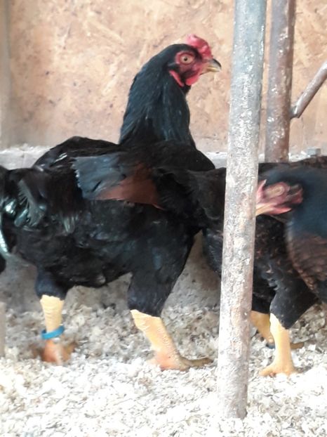  - Combatant indian mare