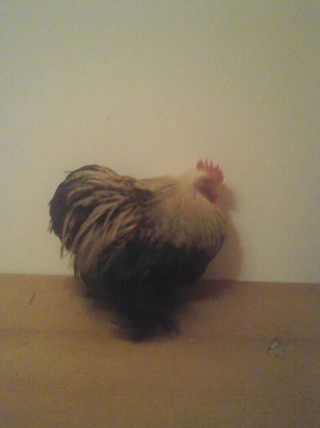 2 - cochinchina pitic somon