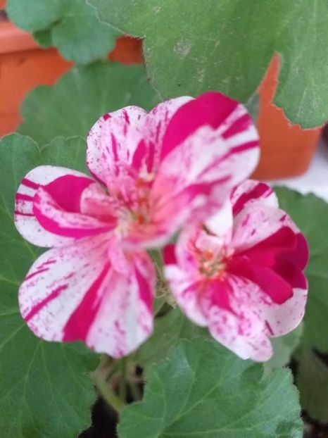  - Continuare la albumul Flori 2018