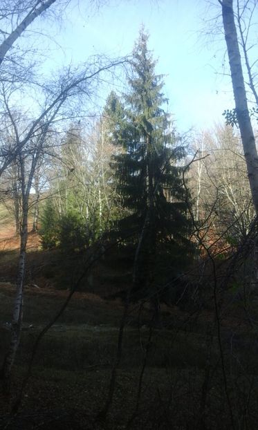 IMG-20181112-WA0007 - La vînătoare întro zi frumoasă de toamnă 2018