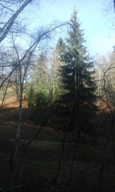 IMG-20181112-WA0008 - La vînătoare întro zi frumoasă de toamnă 2018