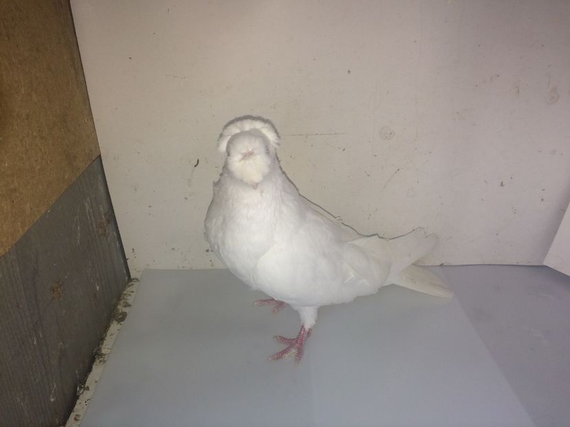 7100  femelă  2018_1 - pui 2018 BM