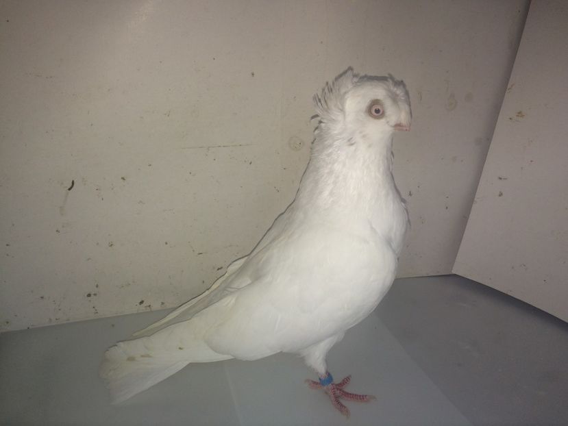 7100  femelă  2018_2 - pui 2018 BM