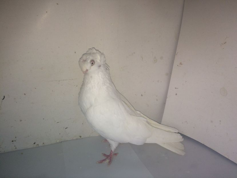 7100  femelă  2018_3 - pui 2018 BM