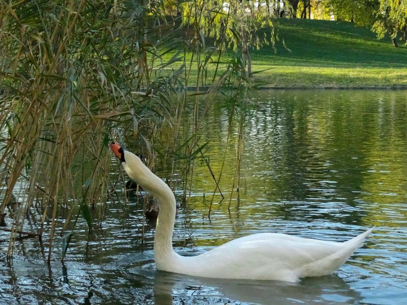  - B - Prin parc