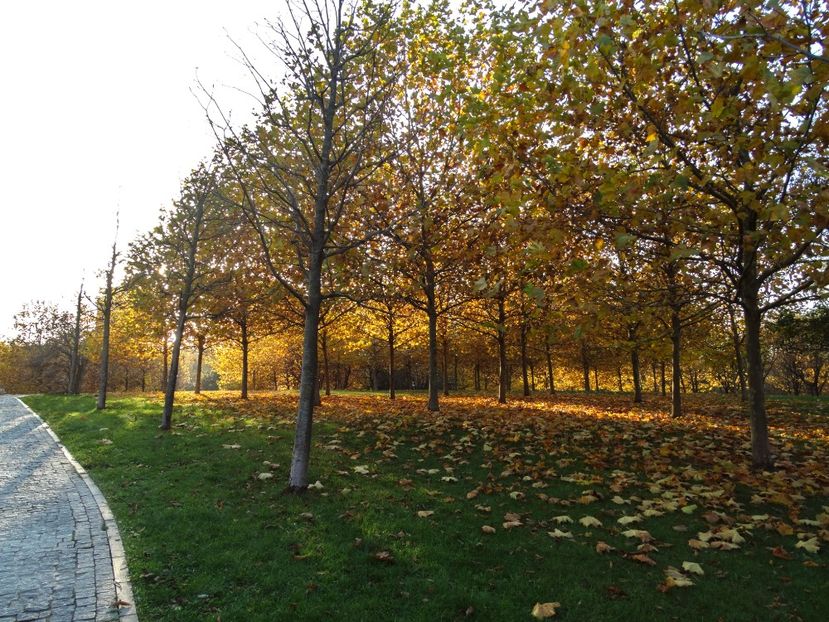  - B - Prin parc