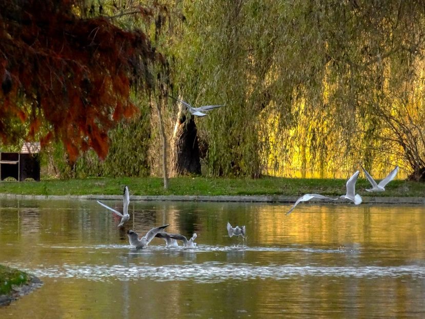  - B - Prin parc