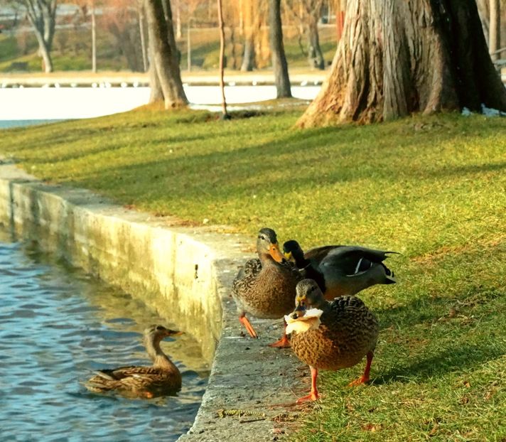 - B - Prin parc