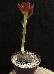 Monadenium discoideum - Whish list pentru viata urmatoare1