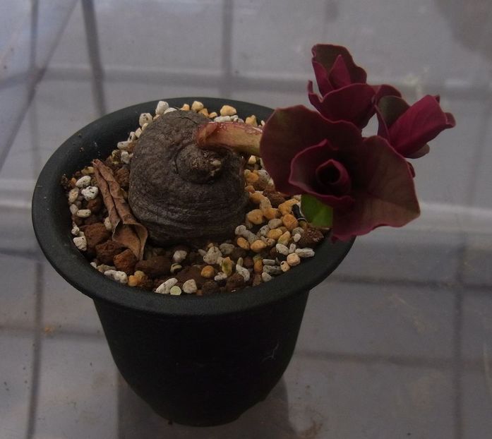 Monadenium globosum - Whish list pentru viata urmatoare1