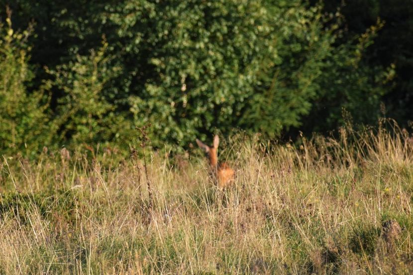 Upss - Photo 16 - August