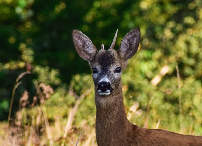 Hiiiii :O - Photo 16 - August