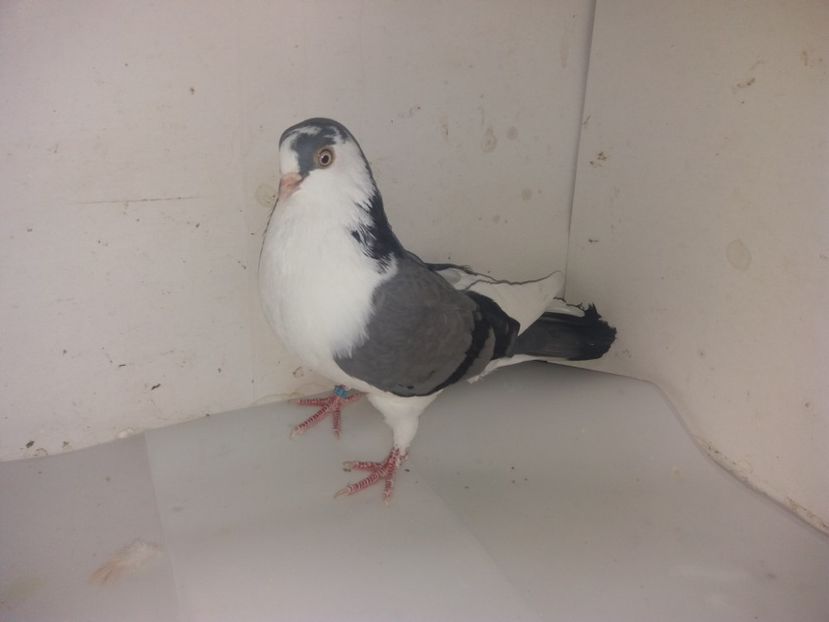 7079  femelă  2018 - 00001 porumbei dragi mie arhivă