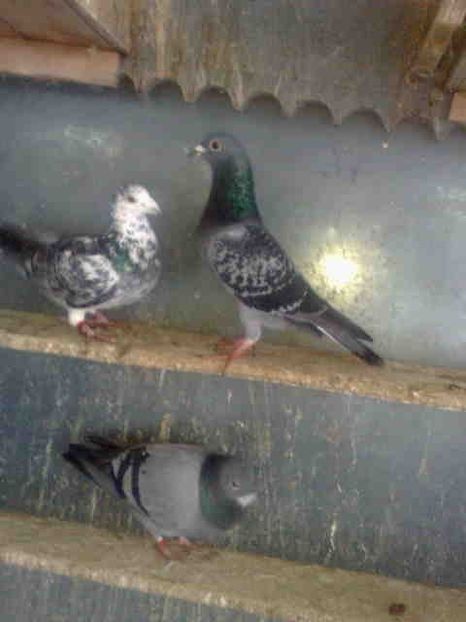 133-solzata - Vinzare 2021