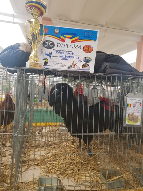  - Rezultatele obținute la CUPA BANATULUI 2018