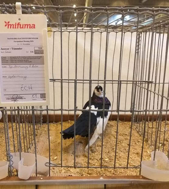 45880191_2182055185146823_2978917989983715328_n (2) - 1-PORUMBEI