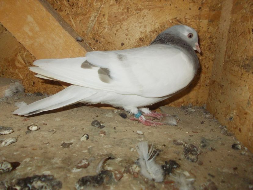  - Rolleri de Birmingham