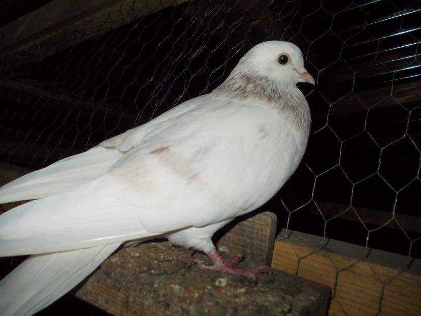  - Pasari facute cadou