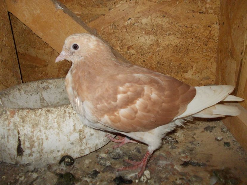  - Rolleri de Birmingham