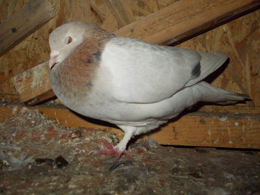  - Rolleri de Birmingham