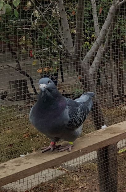 1 M 2018 Buldo - Pui 2018