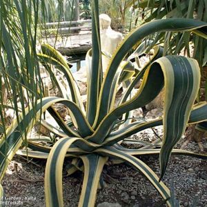 Agave Americana Variegata - Agave