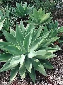 Agave Attenuata - Agave