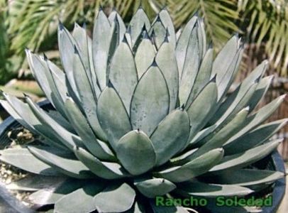 Agave Blue Emperor - Agave