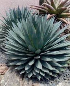 Agave Blue Glow - Agave