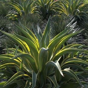 Agave Desmetiana Variegata - Agave