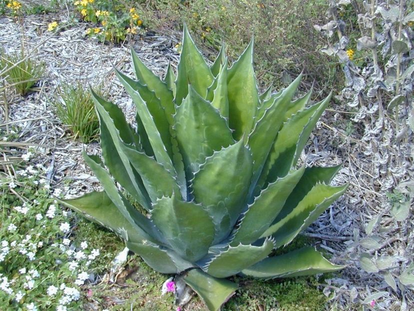 Agave Ferox Green Goblet - Agave